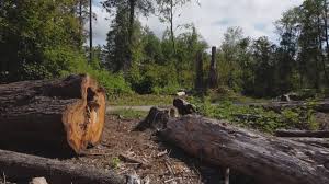 How Our Tree Care Process Works  in  Jackson, CA