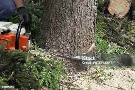 Best Tree Risk Assessment  in Jackson, CA