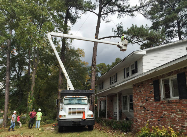 Best Commercial Tree Services  in Jackson, CA