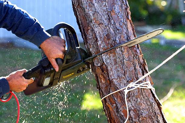 Best Storm Damage Tree Cleanup  in Jackson, CA