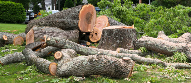 Best Root Management and Removal  in Jackson, CA