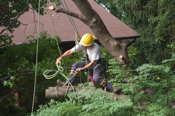  Jackson, CA Tree Care Pros