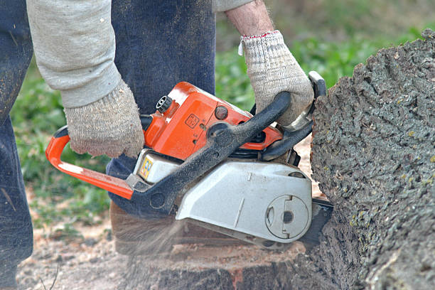 Reliable Jackson, CA Tree Care Solutions