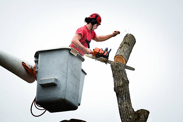 Best Utility Line Clearance  in Jackson, CA