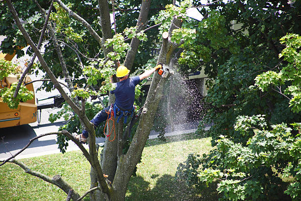Best Hedge Trimming  in Jackson, CA