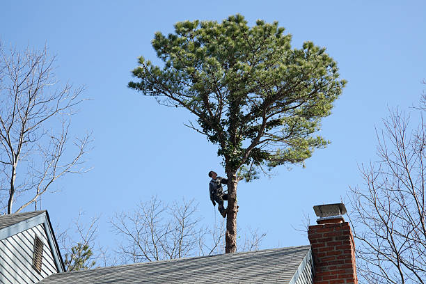 Best Tree Planting  in Jackson, CA