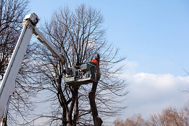 Best Tree and Shrub Care  in Jackson, CA