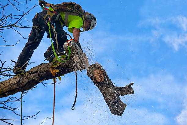 Best Palm Tree Trimming  in Jackson, CA